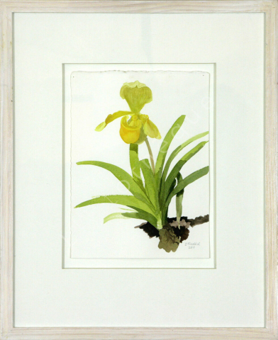 Yellow Orchid