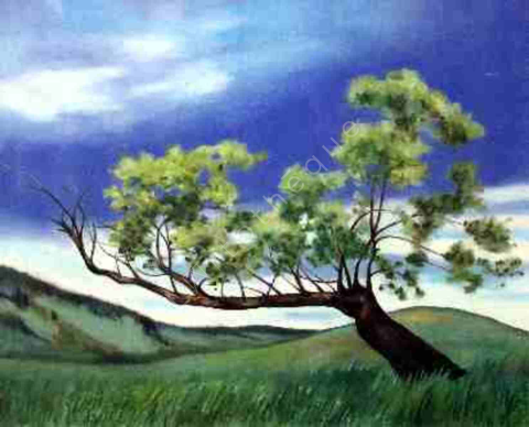 Un vieux saule penché