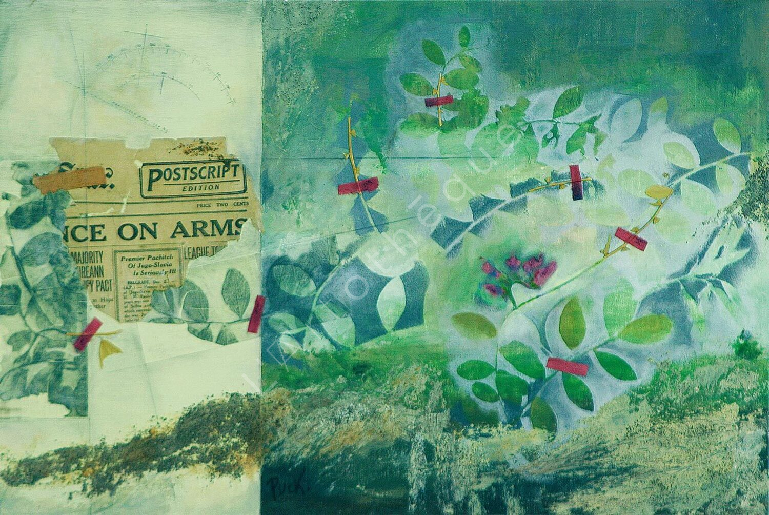 Flore gaspésienne: Fabacées