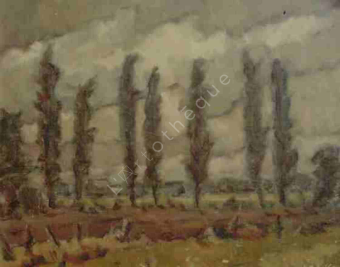 Poplar in Landscape