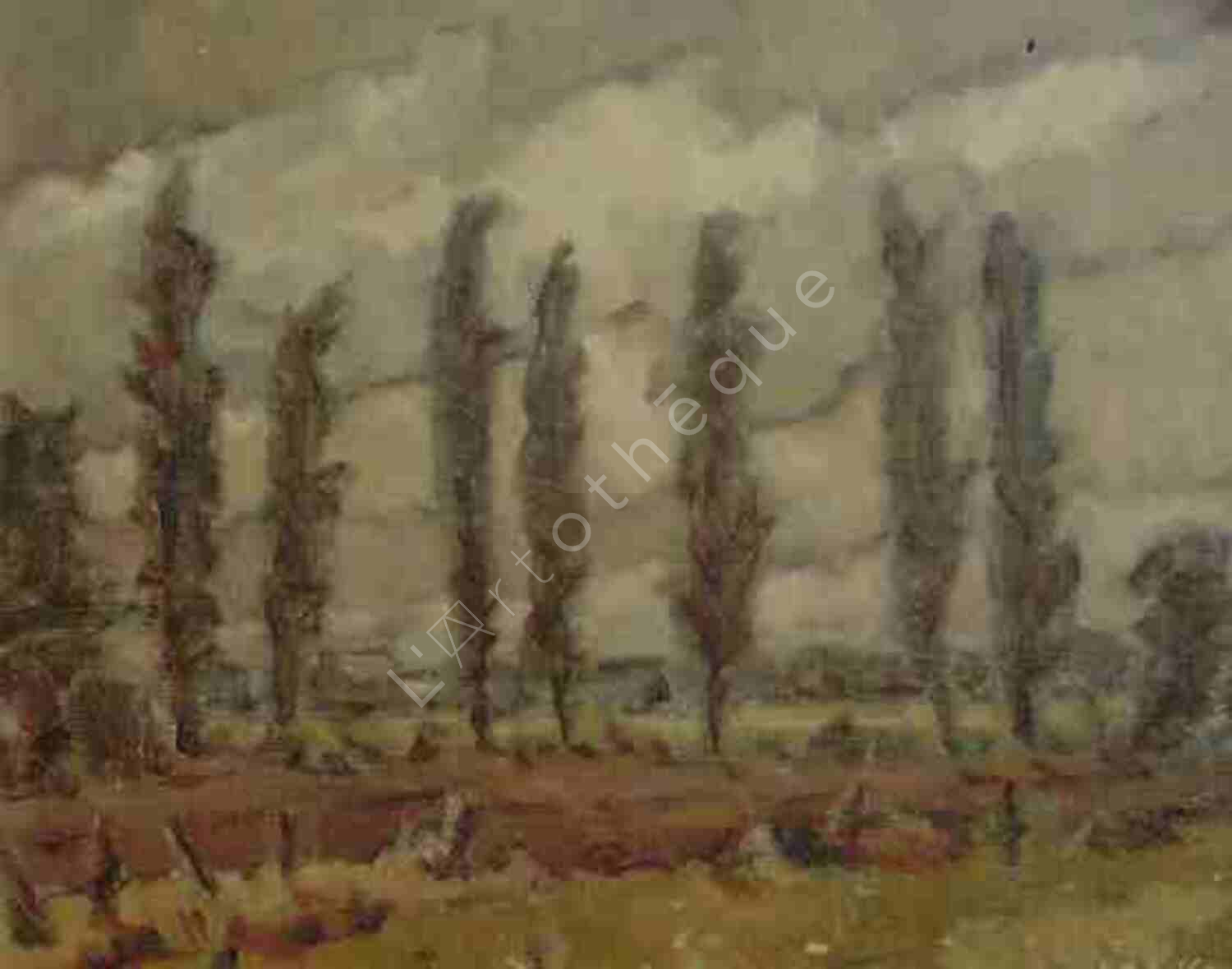 Poplar in Landscape